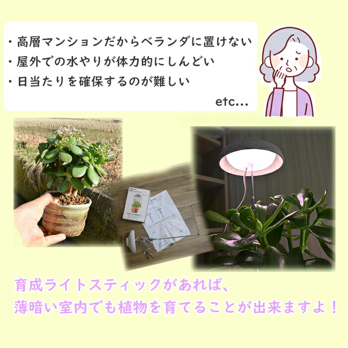 金のなる木と育成ライトスティック　セット植物のための育成ライトスティックLEDライト室内でも育てられる 2