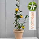 2025年の開花後実のなるレモンをプレゼントに収穫を楽しみに育てる檸檬鉢入り レモンお家で収穫新鮮レモンが鉢植えで楽しめます果樹鉢植え柑橘類檸檬翌日発送できます...