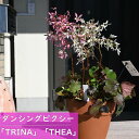 2022年10月開花中 鉢花 サキシフランガ・ダンシングピクシー 寄せ植え「TRINA」「THEA」 ダイモンジソウ 大文字草 素焼き鉢入り