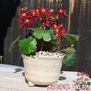 2024年10月開花 大文字草 紅司 鉢植え ダイモンジソウ ベニツカサ 山野草 宿根草