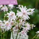 2024年10月中旬開花 大文字草 妖精 鉢植え ダイモンジソウ 山野草 宿根草 テラコッタ鉢入り