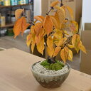 4月にお花見を楽しむ桜盆栽桜を見る盆栽南殿桜 八重咲きの ピンクの花の 南殿桜 2025年花芽付の桜盆栽となります。海外でも BONSAI ボンサイと言います。 南殿桜盆栽