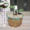 2024年2月頃シクラメンミニ鉢植え盆栽 コウム 白花系 シルバーリーフ 鉢花 原種シクラメン