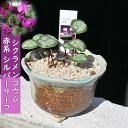 2024年開花 シクラメン鉢植え コウム 赤花系 シルバーリーフ 鉢花 原種シクラメン かわいいサイズのミニシクラメン