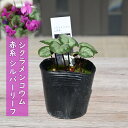 2025年開花2月頃開花 シクラメン コウム 苗 赤花系 シルバーリーフ 7.5センチポット 原種シクラメン