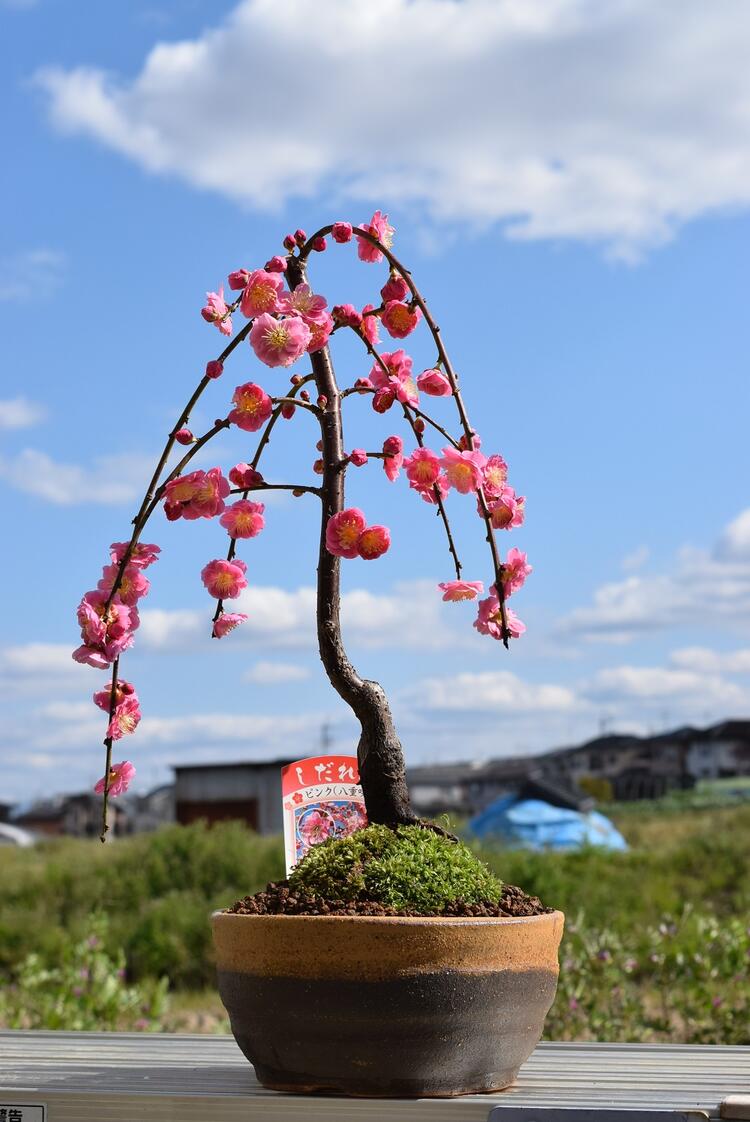 2024年4月に綺麗な枝垂れ梅香りを楽しむしだれ...の商品画像