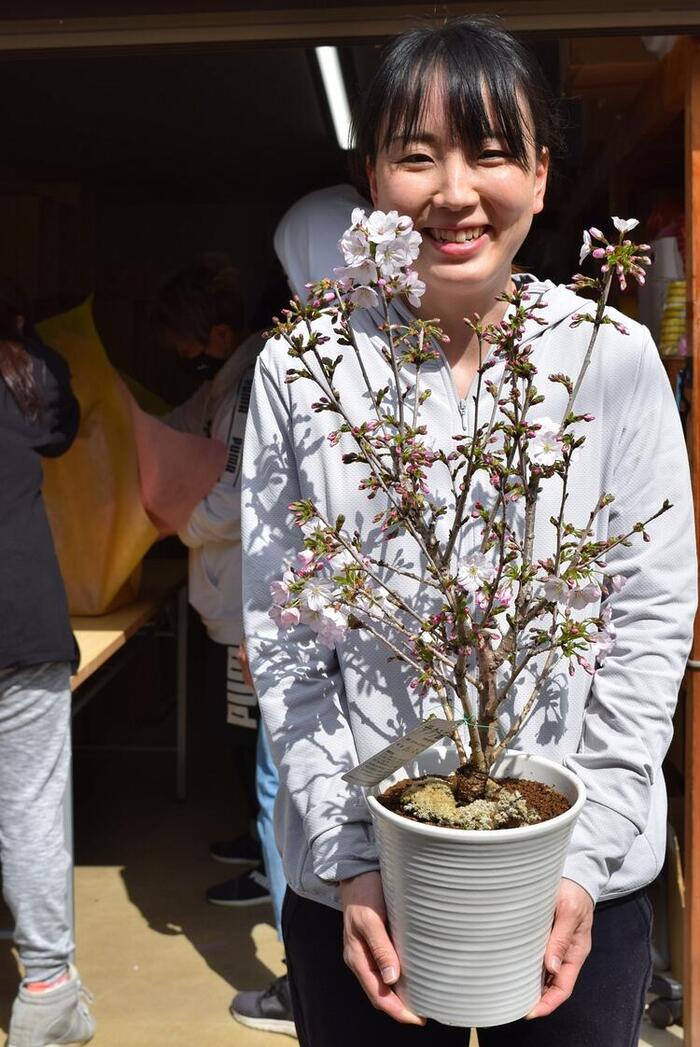 自宅でプチ花見鉢植えさくらギフトさくら鉢植え2024年自宅でお花見開花 サクラ鉢植え桜の鉢植え御殿場桜 桜鉢植え春の4月頃に開花