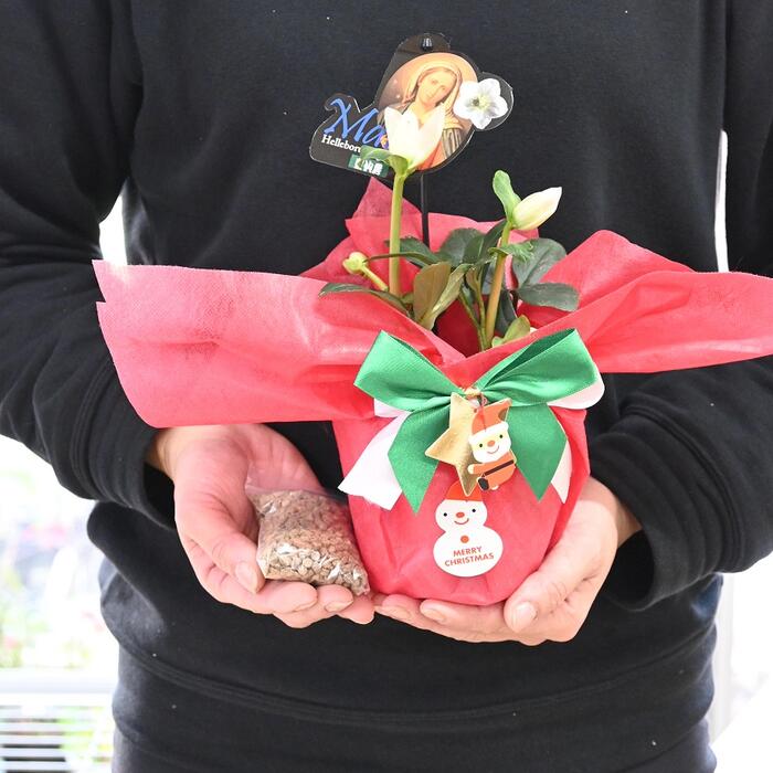白のクリスマスローズクリスマスローズ2023年12月から翌年1月頃開花純白のクリスマスローズ開花株を贈り物【クリスマスプレゼント】クリスマスローズ開花ニゲルお祝い花鉢　クリスマスローズ肥料付き