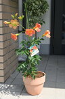 ノウゼンカズラ鉢植えノウゼンカズラ (凌霄花)お届けは6月より　2023年開花
