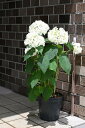 母の日プレゼントにアナベルアジサイ2025年6月開花のアナベル苗をプレゼントにもおすすめなアナベル アジサイ6月頃には高さ50センチ前後【あじさい】大苗アナベル...