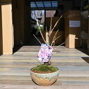 珍しい桜サクラ盆栽 手弱女桜盆栽京都 平野神社由来の桜なんです。桜盆栽