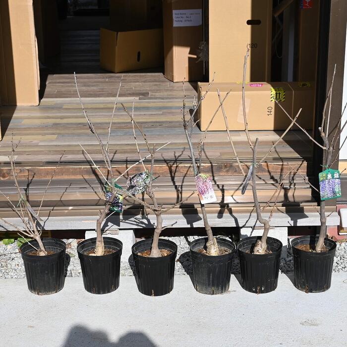 2026年開花見込み苗木いろんな 藤 6種類 九尺藤 ジャコウ藤 黒龍藤 八重黒龍藤 紅藤 口紅藤 鉢植え・地..