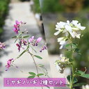 紅白はぎのお花苗セットミヤギノハギ2種セット赤花　白花ミヤギノハギ　宮城野萩　苗はぎ　みやぎ夏萩　ナツハギ秋の七草萩の花 10月中旬以降は開花が終了しております