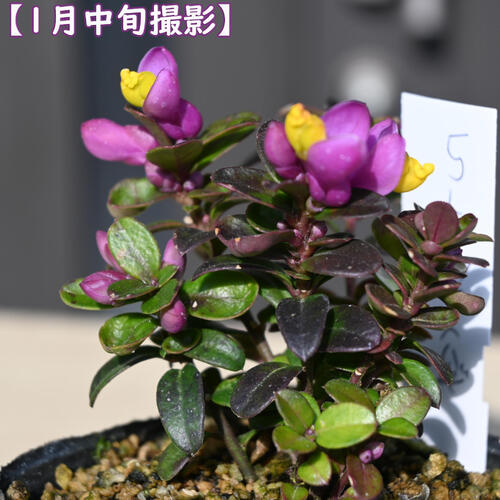 【8月下旬～9月に順次発送】 トキワヒメハギ ポット苗 常盤姫萩