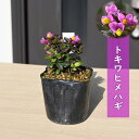 【8月下旬〜9月に順次発送】 トキワヒメハギ ポット苗 常盤姫萩