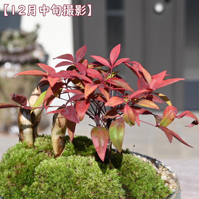 南天の盆栽｜寄せ植え