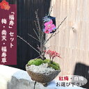 NeW福寿盆栽 2025年お祝い事のお正月 贈り物に 梅・南天・福寿草 寄せ植え 盆栽 縁起が良い 梅 南天 福寿草 鉢植え