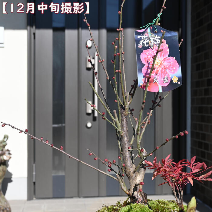 梅の盆栽｜寄せ植え