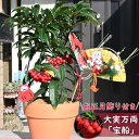 お正月飾りの新年の自宅ににおすすめです大実万両【宝船万両】縁起の良い木万両鉢植え お正月飾り付き 2025年2月頃まで実付き
