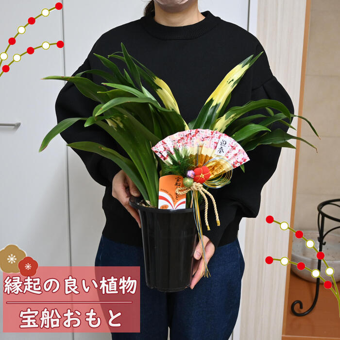 2025年贈り物や新築のお祝いに縁起の良いプレゼント贈り物にお祝い事の贈り物におすすめの観葉植物 万年青 宝船 おもと 縁起が良い オモト お正月 贈り物に