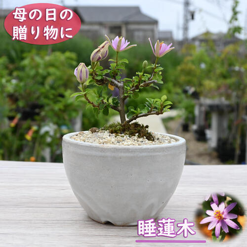 楽天市場】山野草 盆栽の通販 楽天市場】山野草 盆栽の通販