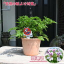 花鉢 蚊連草 テラコッタ鉢入り 蚊嫌草 蚊取り草