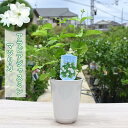 【2024年5月15日中旬から下旬のお届け】2023年6月開花 鉢花 アラビアジャスミン 鉢植え マツリカ 茉莉花