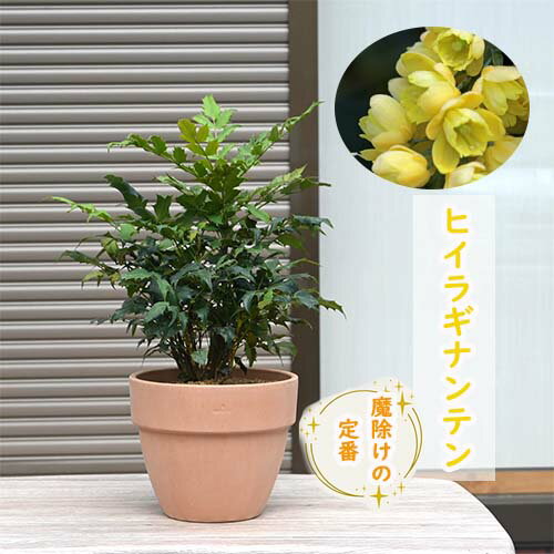 2025年の魔除け鉢植え南天ヒイラギヒイラギナンテン 鉢植えテラコッタ鉢入り魔除け 厄除けひいらぎ 柊 なんてん 南天