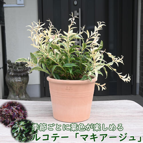 鉢植えルコテー マキアージュ西洋岩ナンテンテラコッタ鉢入り カラーリーフ低木グランドカバー　生垣イ..