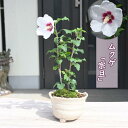 2024年9月頃開花 ムクゲ 宗旦 鉢植え 木槿 茶花