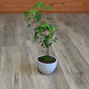 お誕生日の贈り物に 秋には紅葉します ミニ盆栽楓かえで寄せ植え