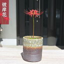 2023年10月開花 彼岸花 鉢植え リコリス 曼珠沙華 多年草