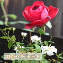 遅れてごめん母の日ギフト2025年母の日プレゼントに2025年5月に開花紅白バラ セット白バラ 赤バラ薔薇※品種は指定できません