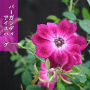 2023年10月開花濃い赤紫バラ　バーガンディ アイスバーグフロリバンダ系 薔薇 四季咲 中輪房咲アイスバーグ　枝変わり品種