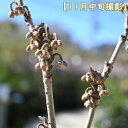 黄花マンサク 鉢植え 万作 キンロウバイ 縁起樹 満作 2