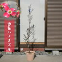 2024年開花 ハナミズキ 赤花 鉢植え レッドジャイアント 贈り物に 花水木