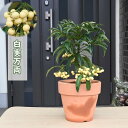2025年万両 鉢植え 大実万両 素焼き鉢入り縁起の良い木縁起物まんりょう