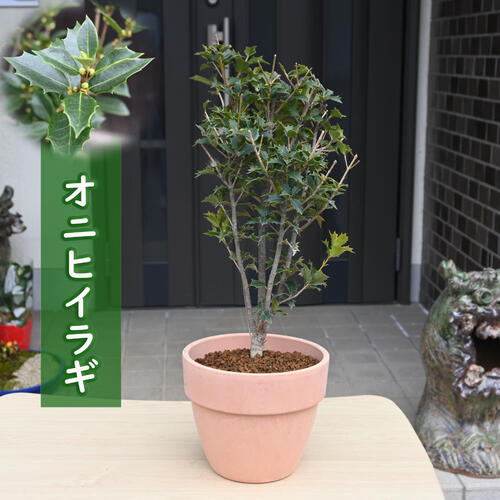 楽天市場】オニヒイラギ 鉢植えの通販 楽天市場】オニヒイラギ 鉢植えの通販