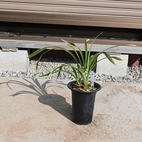 楽天市場】キンリョウヘン 花芽の通販 楽天市場】キンリョウヘン 花芽の通販