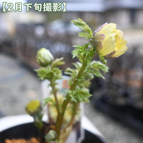 2024年2月開花中 現品 福寿草 白宝 プラ鉢入り 元日草 フクジュソウ はくほう 白花 2