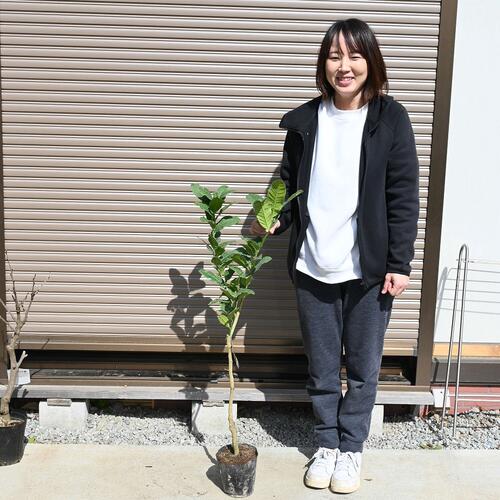 ブッシュカン接ぎ木仏手柑ブッシュカン