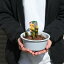 2025年開花します福寿草5芽 元日草 フクジュソウ3月頃に開花する福寿草です 5芽の福寿草 2,980円