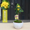 2024年2月開花中 黄花沈丁花 鉢植え 信楽鉢入り ナツボウズ 夏坊主 オニシバリ