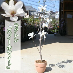 モクレン スノーホワイト 鉢植え マグノリア 白花 木蓮