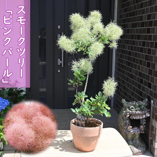 楽天市場】ピンク スモークツリーの通販 楽天市場】ピンク スモークツリーの通販
