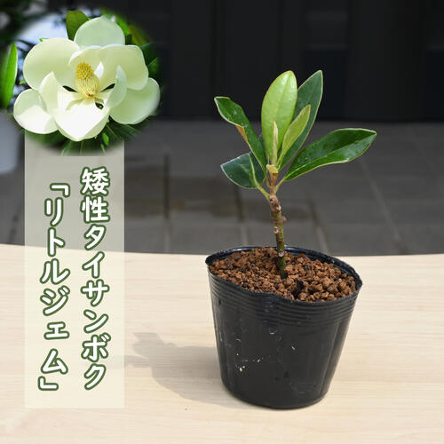 リトルジェム 苗　矮性　タイサンボク泰山木ポット苗のサムネイル