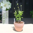 2025年7月〜8月開花 ムクゲ 白祇園守 鉢植え 木槿 テラコッタ鉢入り 半八重咲き