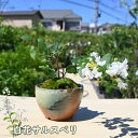 2024年9月開花 サルスベリ 白花 鉢花 盆栽仕立て 百日紅 鉢植え ミニ