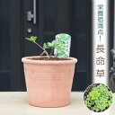 2024年NEW長命草 テラコッタ鉢入り チョウメイソウ ちょうめいそうボタンボウフウ 牡丹防風 サクナ チョーミーグサ沖縄 伝統野菜 栄養価 高い 満点 効能...