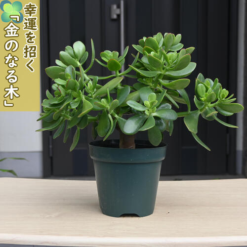 楽天市場】金のなる木 鉢(花・ガーデン・DIY)の通販 楽天市場】金のなる木 鉢(花・ガーデン・DIY)の通販